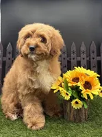Holi, a female Cavapoo for sale in New Paris, IN – Photo 3 of 4