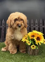 Holi, a female Cavapoo for sale in New Paris, IN – Photo 2 of 4