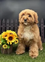 Holi, a female Cavapoo for sale in New Paris, IN – Photo 4 of 4