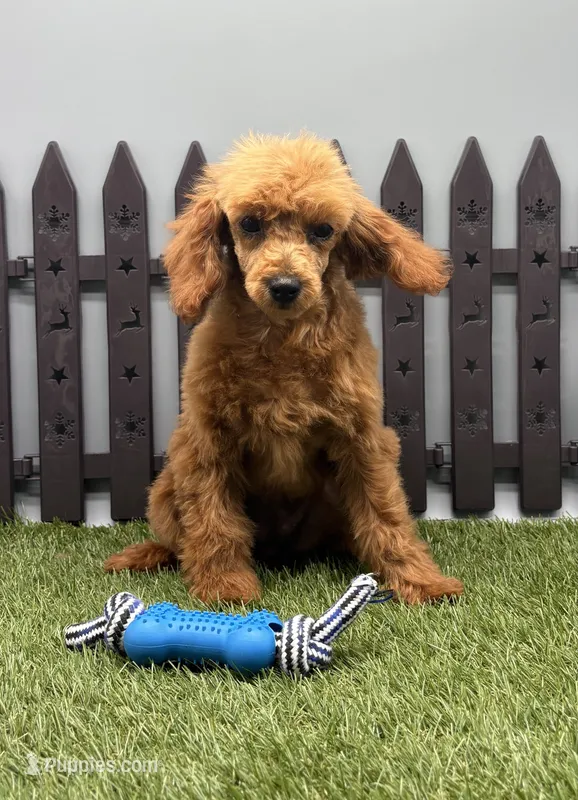 AKC Arie – Poodle - Toy  puppy for sale in New Paris, IN