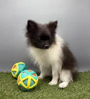 AKC Jet, a male Pomeranian for sale in New Paris, IN – 4 of 5