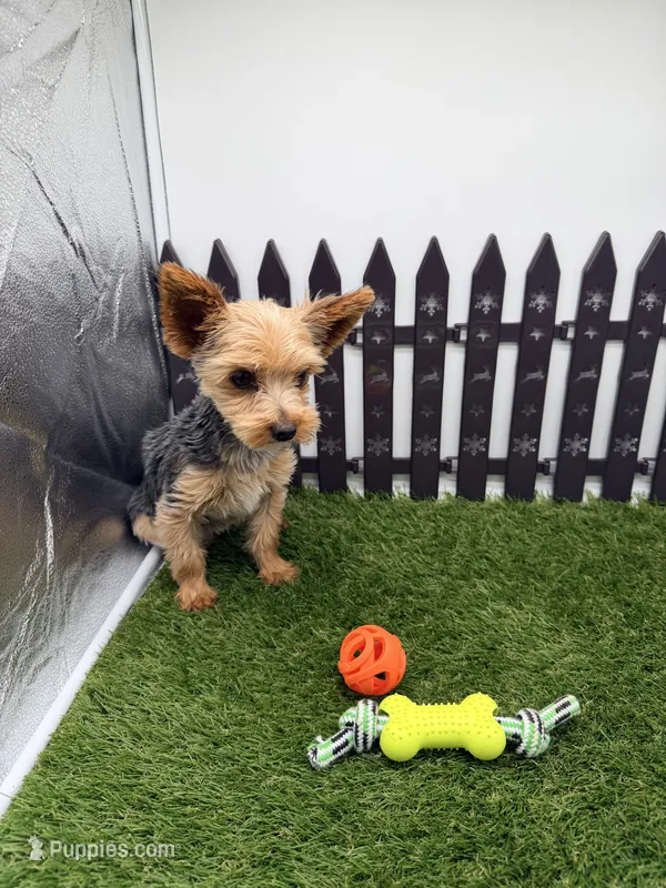 AKC Ivy – Yorkshire Terrier puppy for sale in New Paris, IN