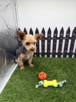 AKC Ivy, a female Yorkshire Terrier for sale in New Paris, IN – 1 of 4