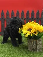 AKC Samantha, a female Poodle - Toy  for sale in New Paris, IN – 2 of 4