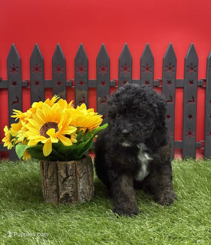AKC Star – Poodle - Toy  puppy for sale in New Paris, IN
