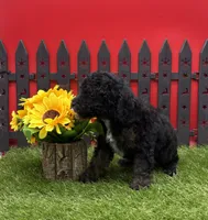 AKC Star, a female Poodle - Toy  for sale in New Paris, IN – 2 of 4