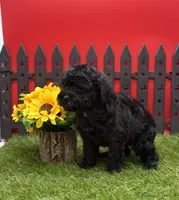 AKC Samantha, a female Poodle - Toy  for sale in New Paris, IN – 4 of 4