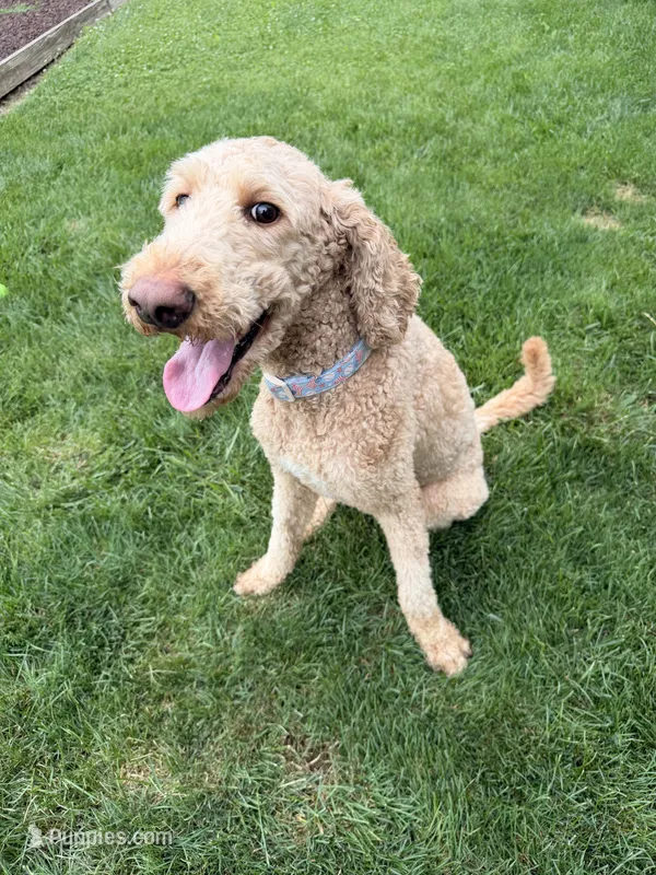 Atlas – Goldendoodle puppy for sale in New Paris, IN