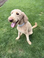 Atlas, a male Goldendoodle for sale in New Paris, IN – 1 of 5