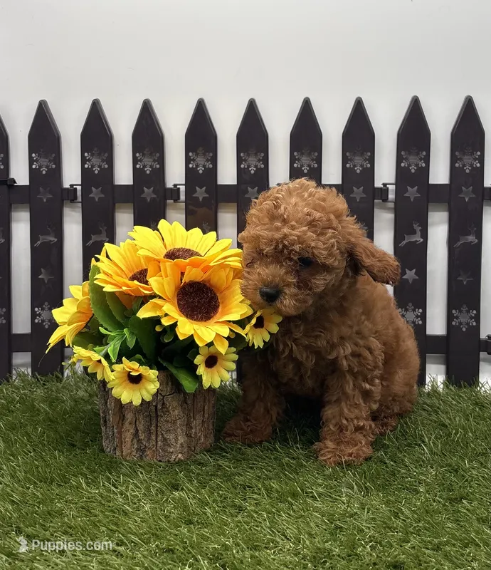 AKC Arie – Poodle - Toy  puppy for sale in New Paris, IN