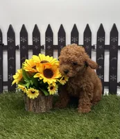 AKC Arie, a female Poodle - Toy  for sale in New Paris, IN – 1 of 3