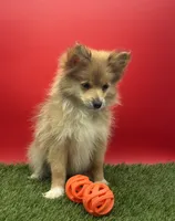 AKC Elsa, a female Pomeranian for sale in New Paris, IN – 2 of 5