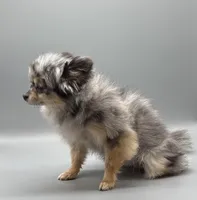 Liberty, a female Pomeranian for sale in New Paris, IN – Photo 2 of 2