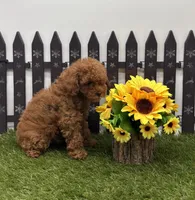 AKC Candy, a female Poodle - Toy  for sale in New Paris, IN – 3 of 4