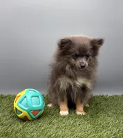AKC Miley, a female Pomeranian for sale in New Paris, IN – 4 of 7