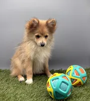 AKC Elsa, a female Pomeranian for sale in New Paris, IN – 5 of 5