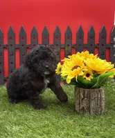 AKC Star, a female Poodle - Toy  for sale in New Paris, IN – 4 of 4