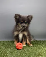 Vicky, a female Pomeranian for sale in New Paris, IN – 3 of 3