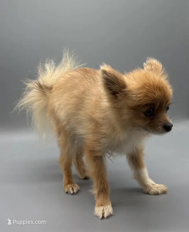 AKC Willow – Pomeranian puppy for sale in New Paris, IN