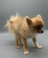 AKC Willow, a female Pomeranian for sale in New Paris, IN – 1 of 1