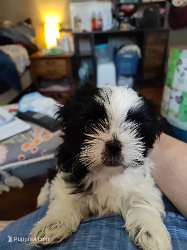 Sweet pea, a female Shih Tzu for sale in Pawtucket, RI – Photo 1 of 1