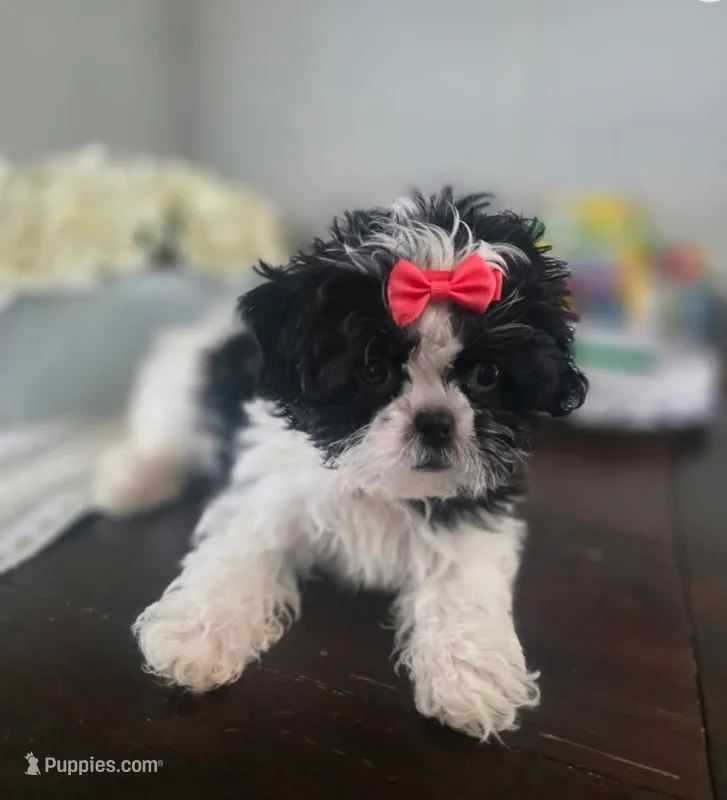 Sweet pea – Shih Tzu puppy for sale in Pawtucket, RI