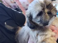 Golden , a female Shih Tzu for sale in Pawtucket, RI – Photo 3 of 3