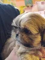 Golden , a female Shih Tzu for sale in Pawtucket, RI – Photo 2 of 3