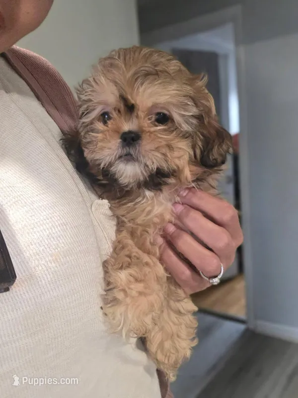 Honey lemon sweet tea – Shih Tzu puppy for sale in Pawtucket, RI