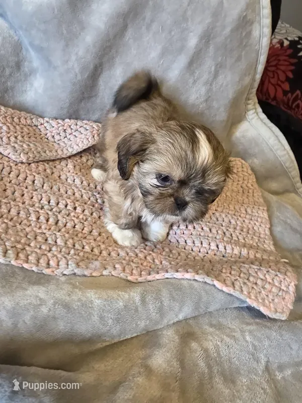 Golden  – Shih Tzu puppy for sale in Pawtucket, RI