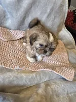 Golden , a female Shih Tzu for sale in Pawtucket, RI – Photo 1 of 3