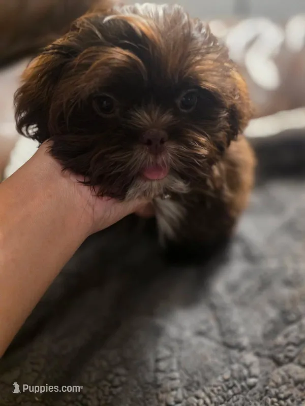 Nemo, a male Shih Tzu for sale in Pawtucket, RI – Photo 1 of 1