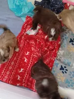 Misty, a female Shih Tzu for sale in Pawtucket, RI – Photo 2 of 3