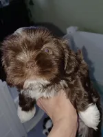 Misty, a female Shih Tzu for sale in Pawtucket, RI – Photo 3 of 3