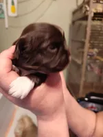 Misty, a female Shih Tzu for sale in Pawtucket, RI – Photo 1 of 3