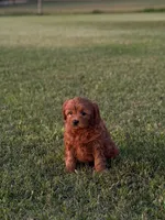 Alfie, a male Cavapoo for sale in Montezuma, GA – 3 of 7