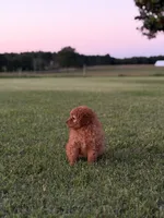 Stella, a female Cavapoo for sale in Montezuma, GA – 5 of 5