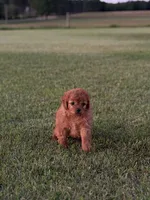 Stella, a female Cavapoo for sale in Montezuma, GA – 4 of 5