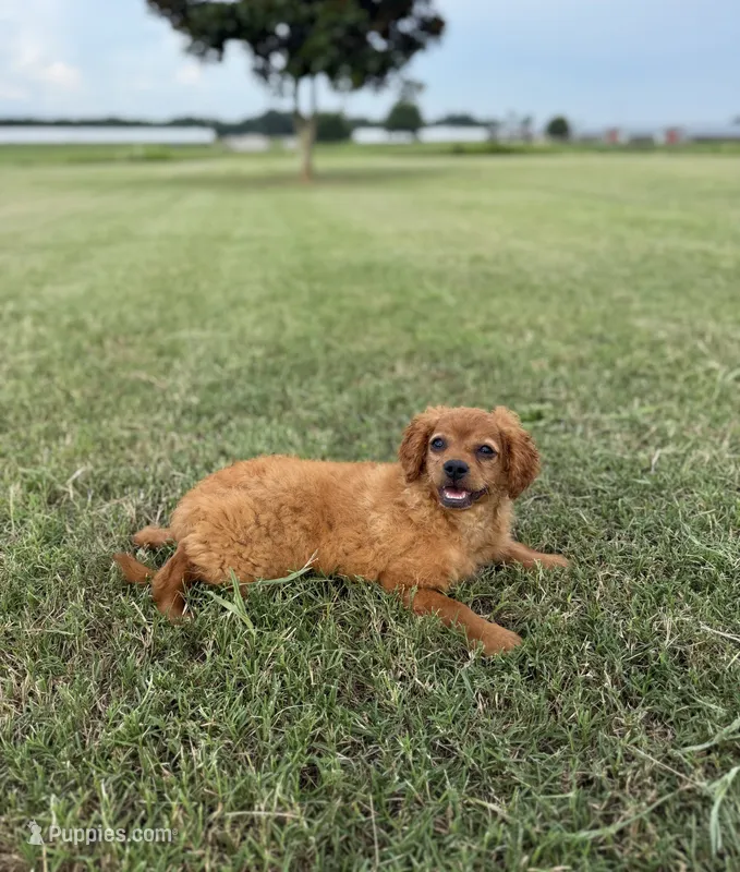 Stella – Cavapoo puppy for sale in Montezuma, GA