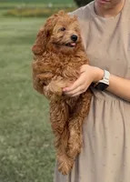 Alfie, a male Cavapoo for sale in Montezuma, GA – 4 of 4
