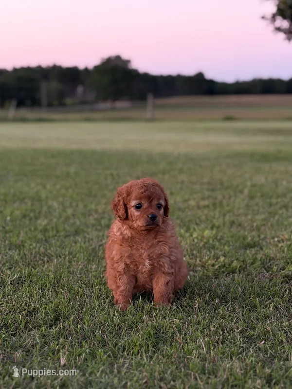 Stella – Cavapoo puppy for sale in Montezuma, GA