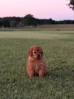 Stella, a female Cavapoo for sale in Montezuma, GA – 1 of 5