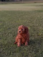 Alfie, a male Cavapoo for sale in Montezuma, GA – 4 of 7