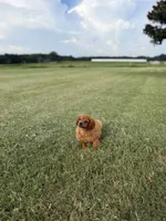 Stella, a female Cavapoo for sale in Montezuma, GA – 2 of 4