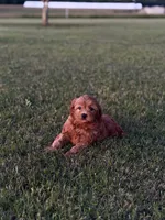 Alfie, a male Cavapoo for sale in Montezuma, GA – 7 of 7