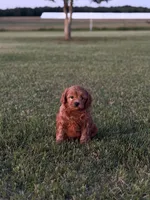 Alfie, a male Cavapoo for sale in Montezuma, GA – 6 of 7