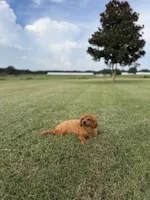 Stella, a female Cavapoo for sale in Montezuma, GA – 3 of 4