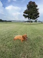 Stella, a female Cavapoo for sale in Montezuma, GA – 4 of 4