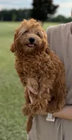 Alfie, a male Cavapoo for sale in Montezuma, GA – 3 of 4