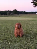 Stella, a female Cavapoo for sale in Montezuma, GA – 3 of 5